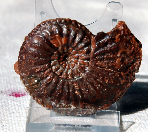 Amalteus margaritatus Fossilius