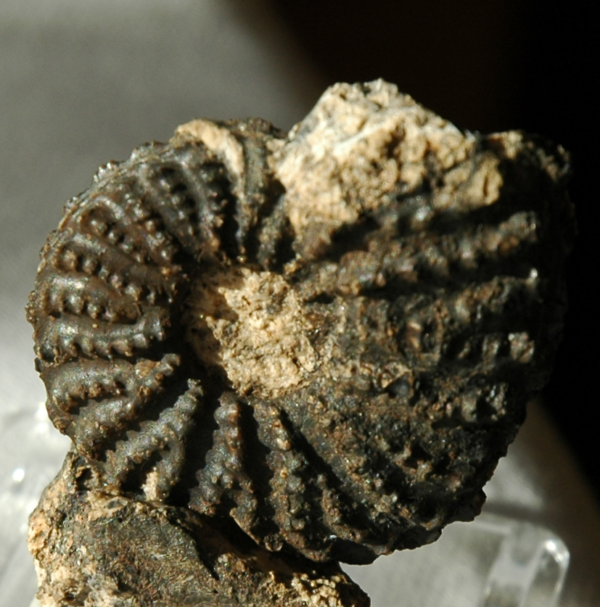 Cirtopleurites sp. oder Paradispites sp. Fossilius