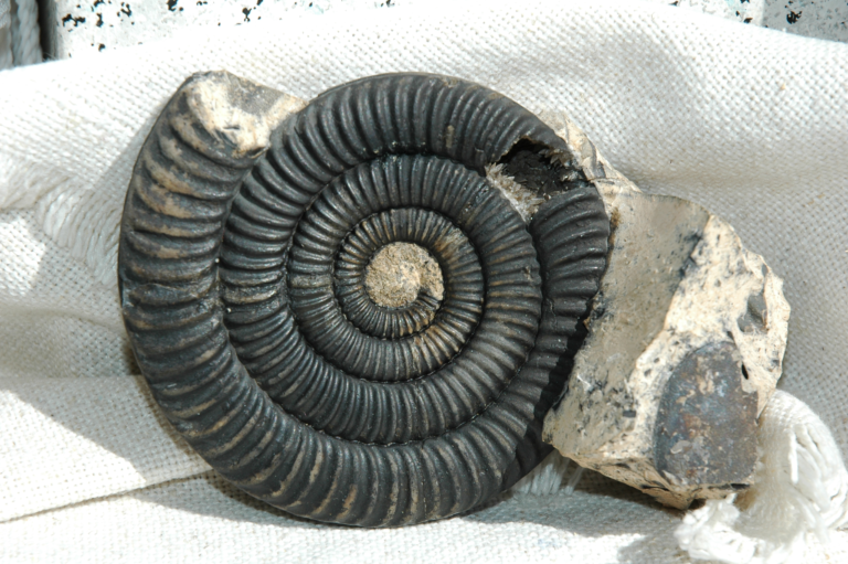 Arietites haueri Fossilius